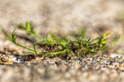 May 06 - Ants