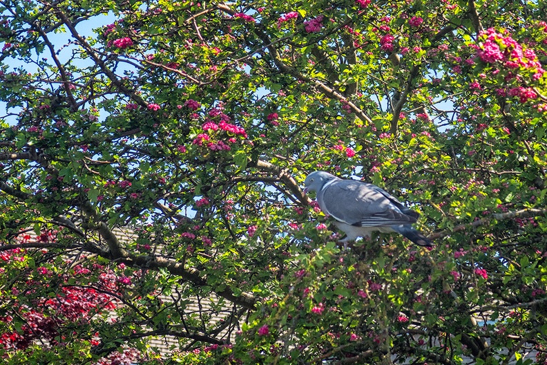 A dove in a colorful tree in the neighborhood