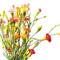 May 18 - Dianthus.jpg
