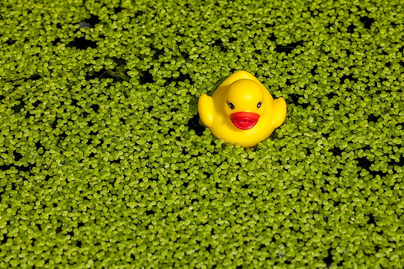 A lot of duckweed in my pond. Too bad my duck doesn't like it :(