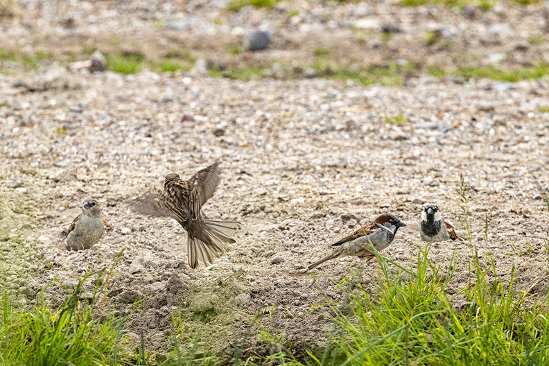 Sparrows, busy in the sand with whatever sparrows are doing in the sand