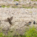 May 23 - Sparrows