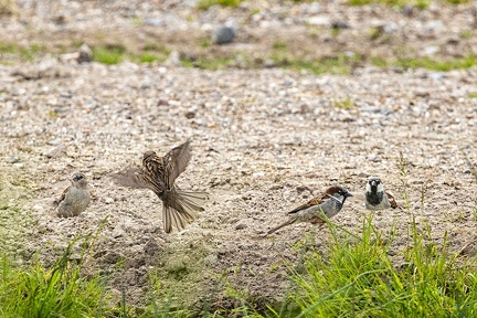 May 23 - Sparrows