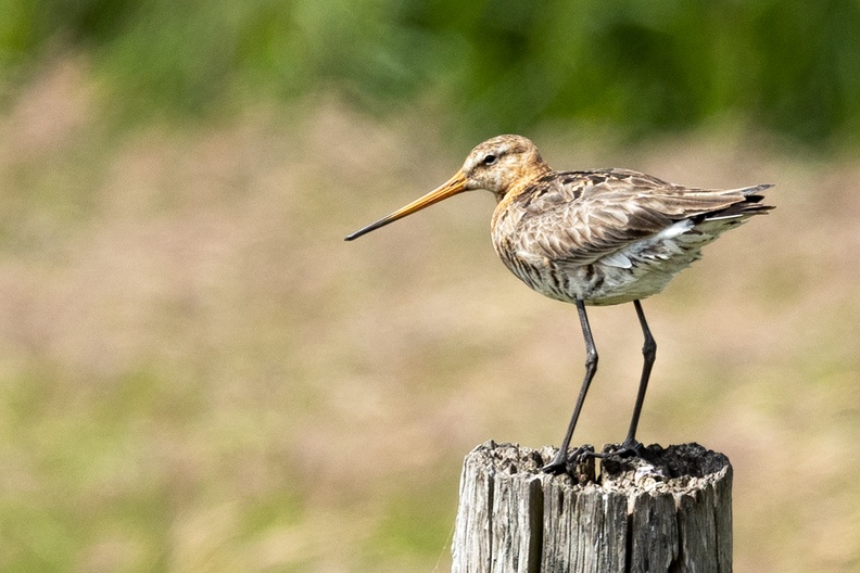 A black-tailed godwit on a pole. Our national bird. I hear them more than that I see them
