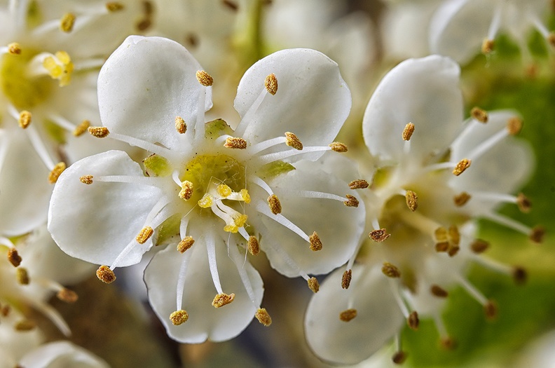 The small flowers of a firethorn (from my garden)