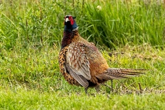 May 30 - Pheasant
