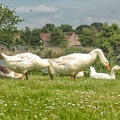 May 31 - Geese