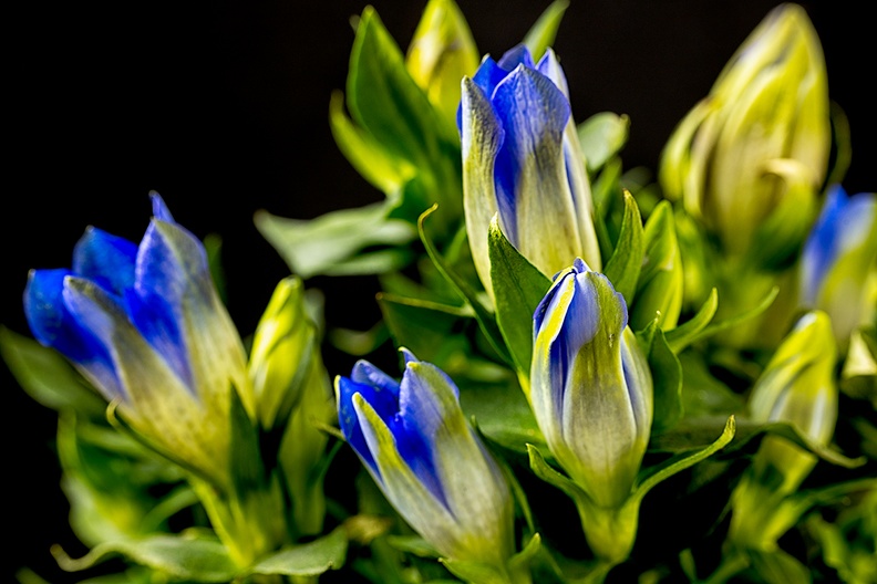 A blooming gentiana in the house