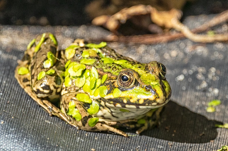 A frog (with duckweed) enjoying the morning sun near my pond