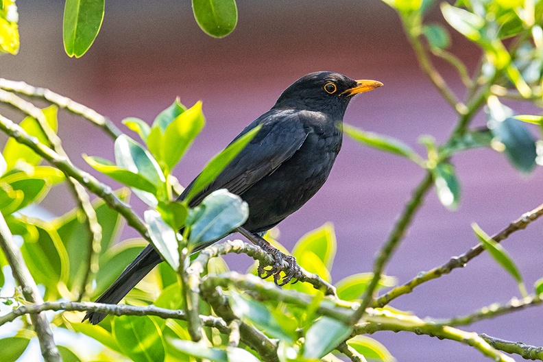 A blackbird in my holly tree