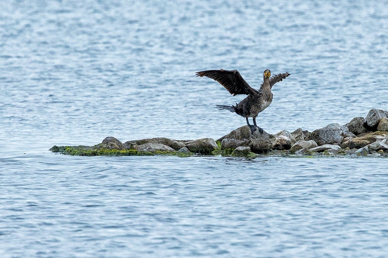 A cormorant on a cold and windy morning. (Oostvoornse meer)