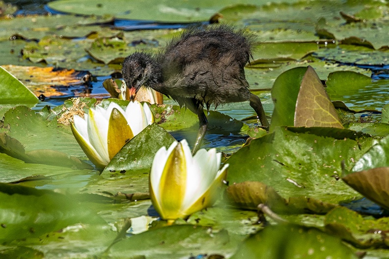 A young water bird walking over the lily leaves. Not sure if it's a moorhen or a coot