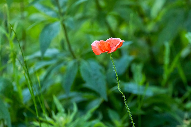 A red poppy in a green environment