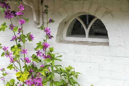 Jun 24 - Window and flowers