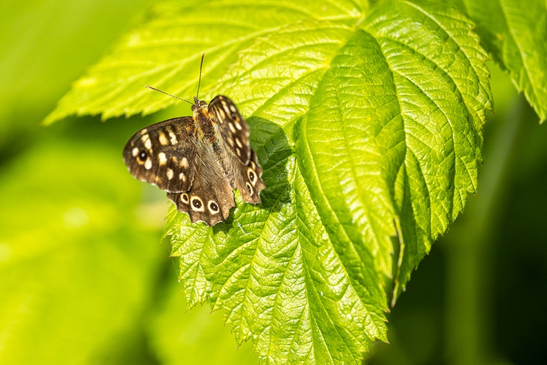 Another butterfly on a raspberry leaf