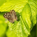 Jul 08 - Butterfly