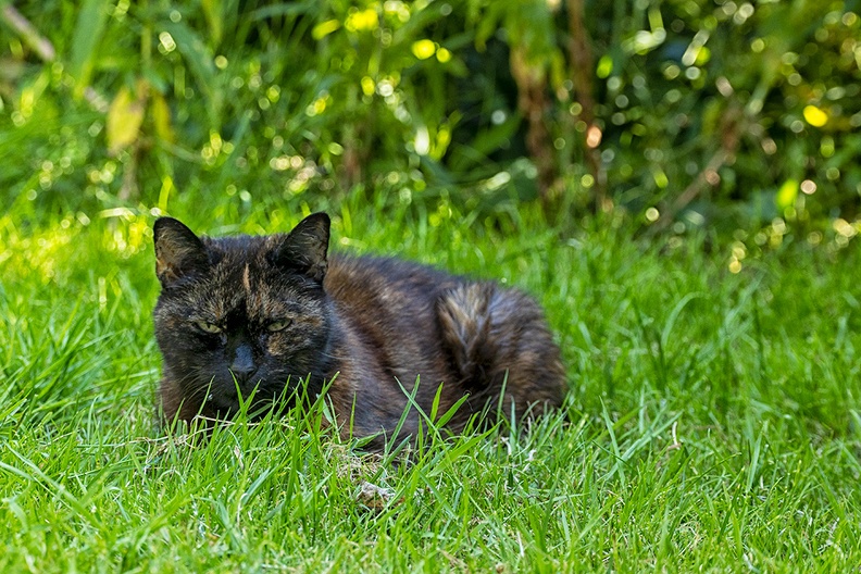 My cat in my grass