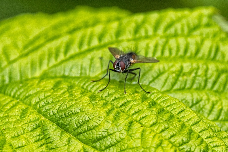 A fly on a raspberry leaf in my garden