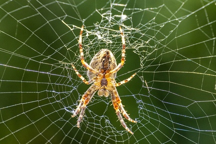 Jul 13 - Spider