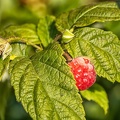 Jul 19 - Raspberry