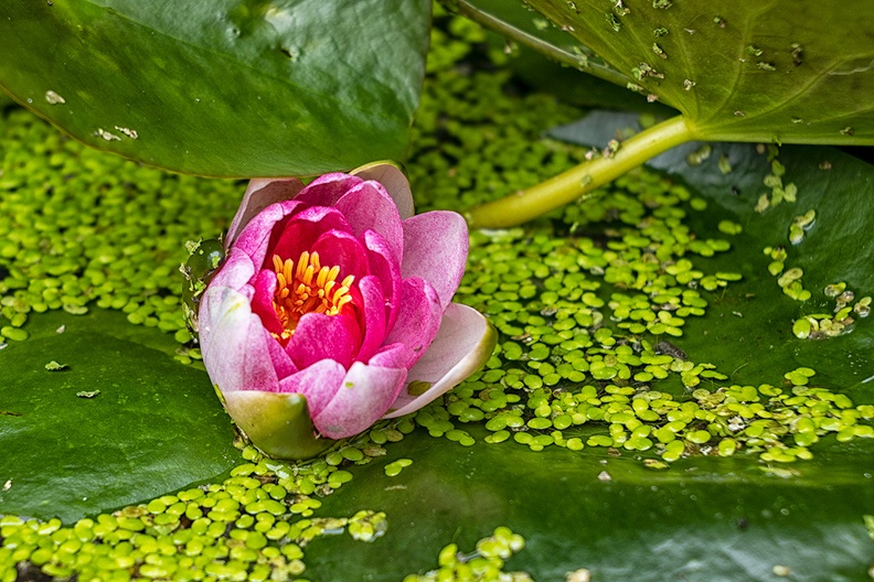 A waterlily in my small pond with duckweed
