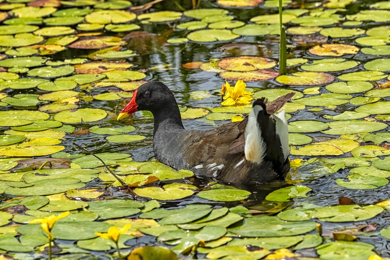 A common moorhen in a ditch nearby