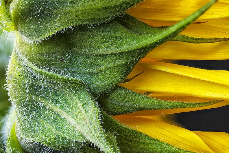 Detail of a sunflower