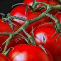Aug 09 - Tomatoes.jpg