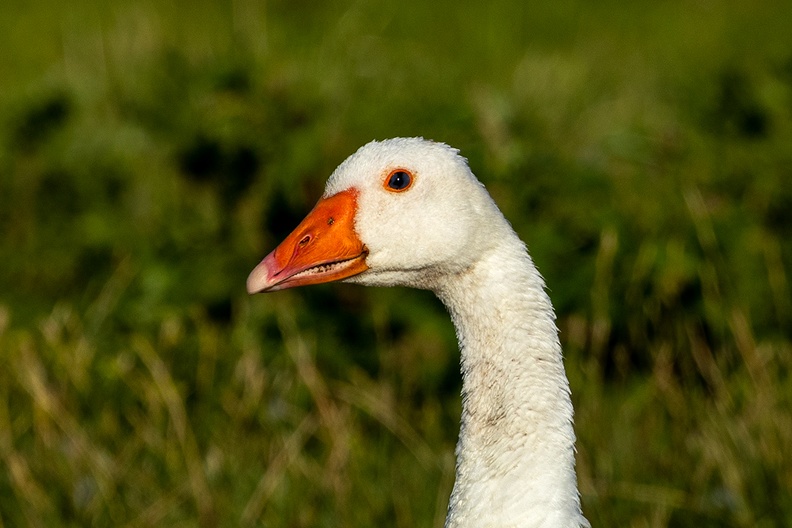 A wild goose in the field