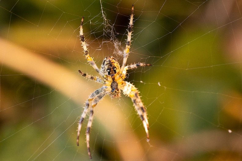 A well-fed spider in my garden