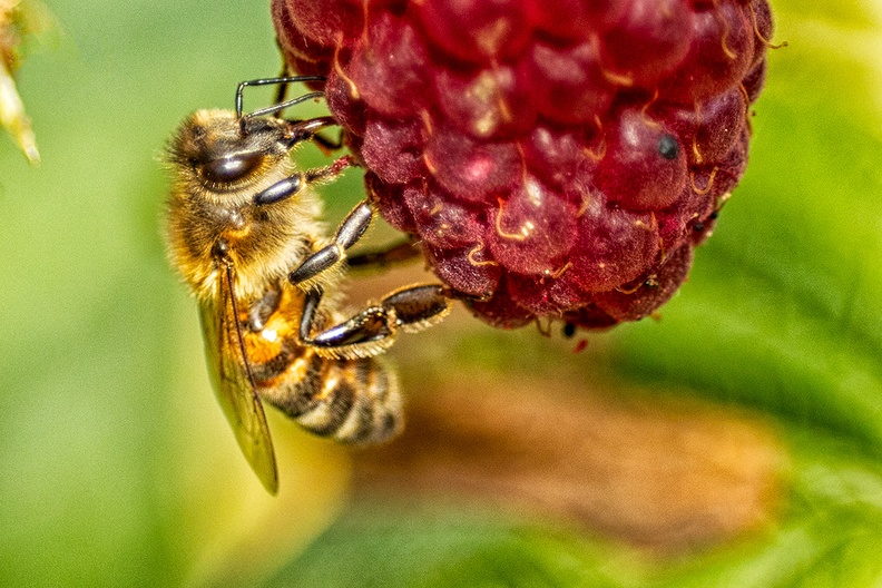 A bee on a raspberry in my garden