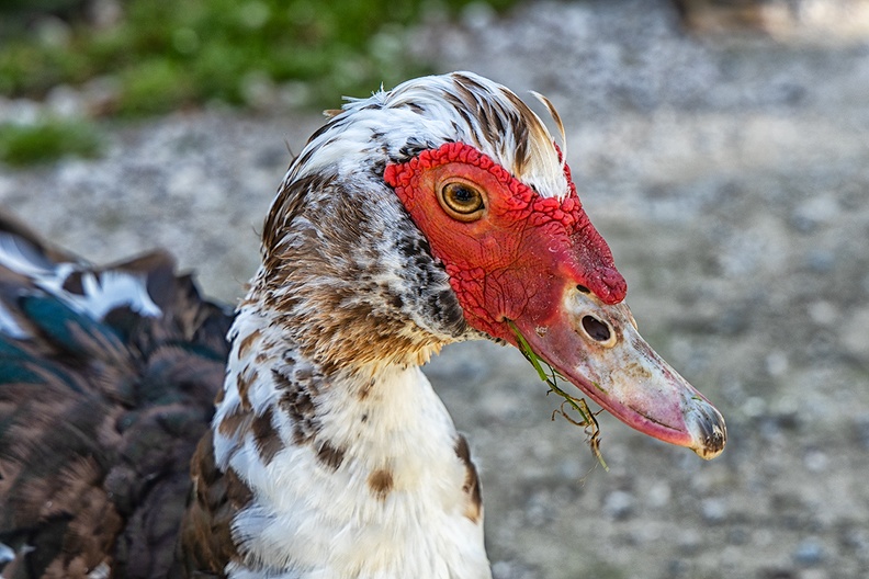 A muscovy duck in a park