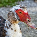 Aug 24 - Duck