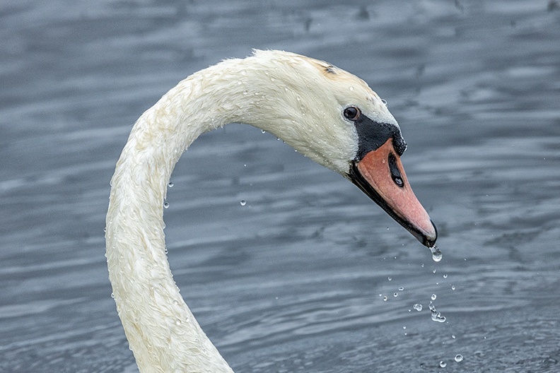A swan in the North Sea canal