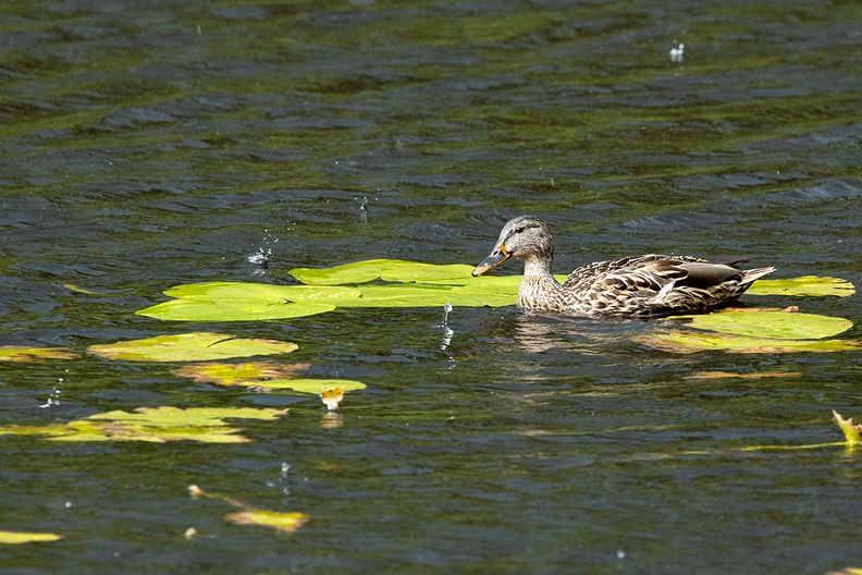 A duck at the start of a heavy shower.