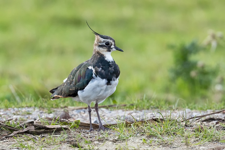 A northern lapwing in the field