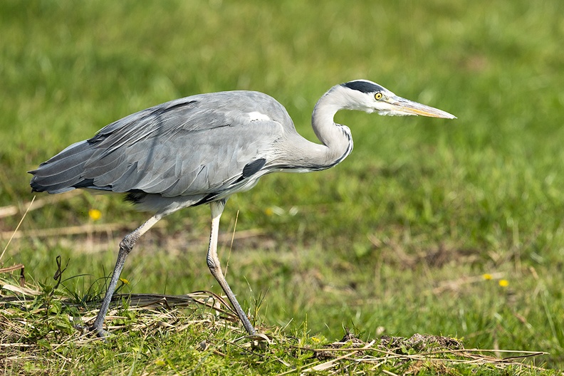 A heron in the field
