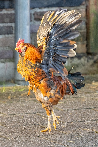 A chicken on a farm in the neighborhood