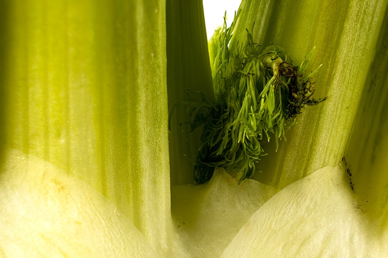 Detail of a fennel bulb
