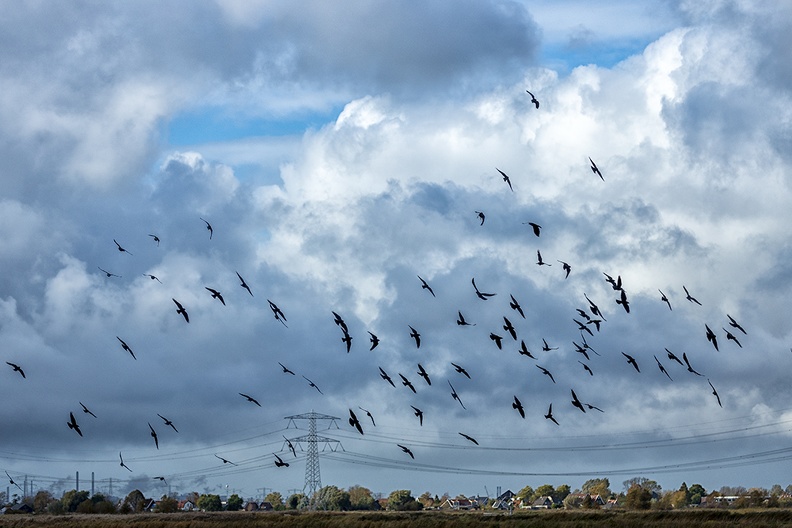 Flying crows and a wonderful sky this afternoon