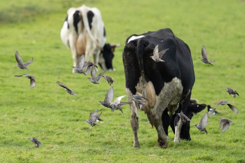 Cows and starlings in a meadow nearby