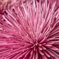 Nov 08 - Chrysanthemum