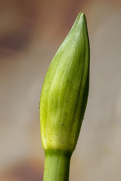 The start of an amaryllis