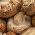 Nov 20 - Mushrooms