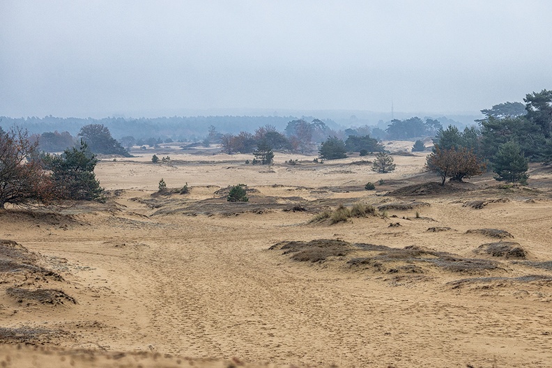 Kootwijkerzand. A sand dune area in the neighbourhood