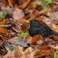 Nov 27 - Blackbird