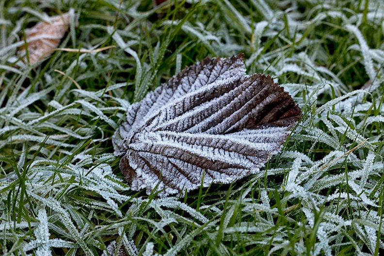 We have a (short during) frost period at the moment.
