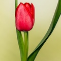 Jan 03 - Tulip.jpg