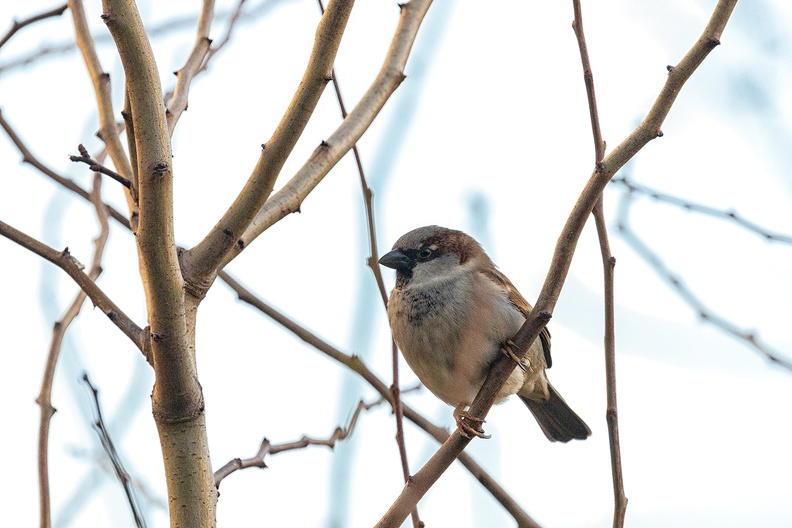 A sparrow in my hedge
