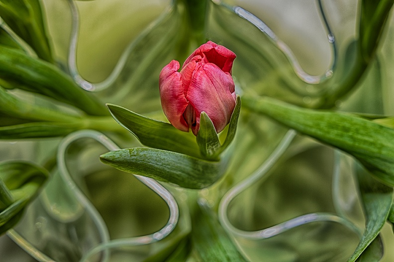 A fresh tulip in a vase